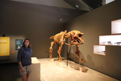 Ein prähistorischer Riesenwombat