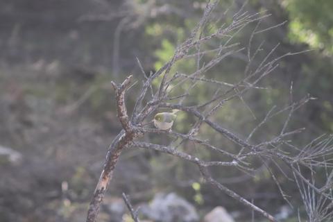 Graumantel-Brillenvogel