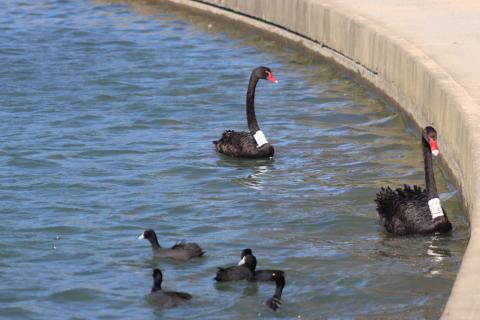 Schwarze Schwäne im Albert Park