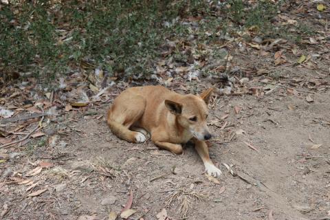 Nein, das ist kein Hund, das ist ein Dingo!