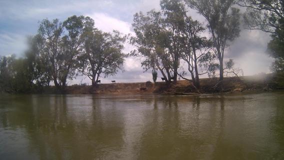 Australische Wasserkühe