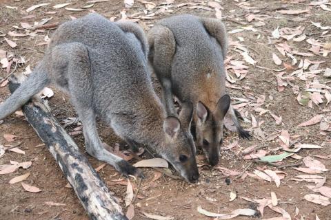 Ein Wallaby-Pärchen 😍