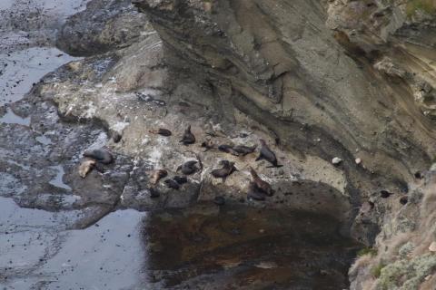 Die Neuseeländischen Seebären haben ihren eigenen Felsen.