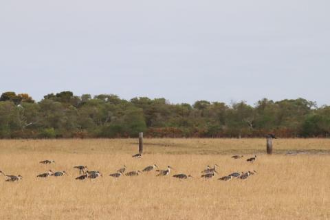 Ibis