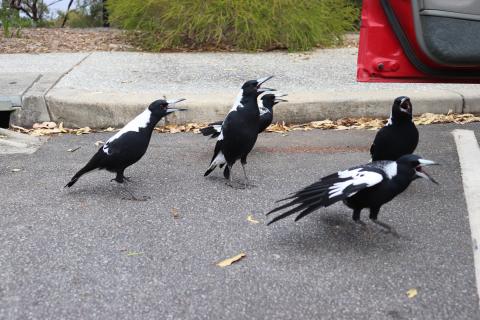 Westlicher Flötenvogel