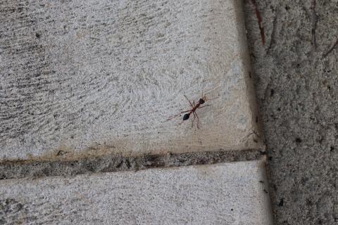 Australische Ameisen sind viel größer als Europäische.