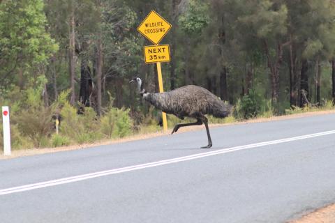 Emu auf der Straße.