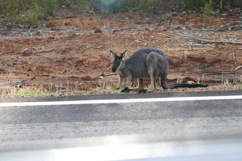 Westliches Irmawallaby