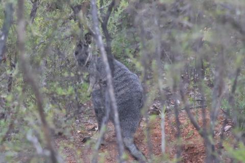 Westliches Irmawallaby