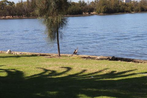 Ein Australischer Schlangenhalsvogel