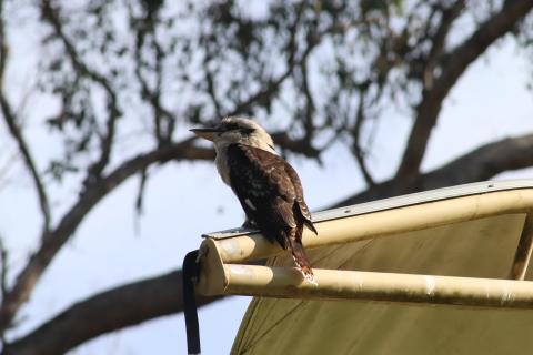 Kookaburra