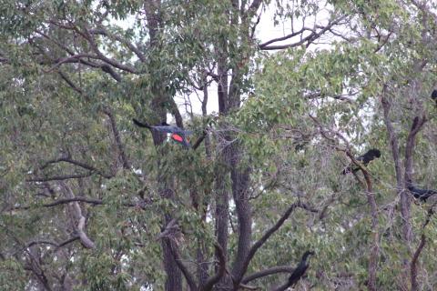 Banks Rabenkakadu