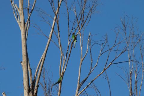 Twenty-Eight Parrot oder Ringsittich