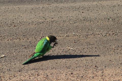 Twenty-Eight Parrot oder Ringsittich