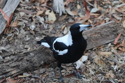 Magpie