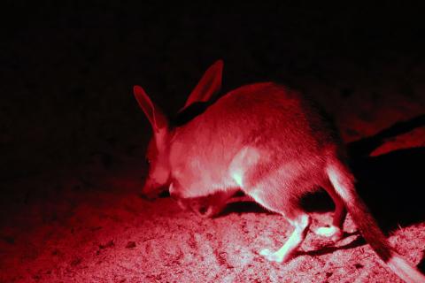 Großer Kaninchennasenbeutler oder Bilby