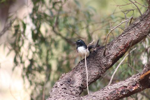 Gartenfächerschwanz (Willie Wagtail)