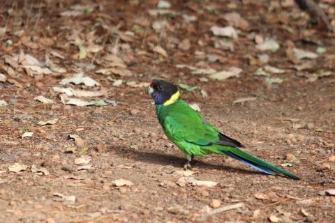 Ringsittich (Twenty-Eight parrot)