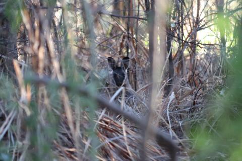 Irmawallaby