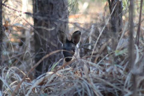 Irmawallaby