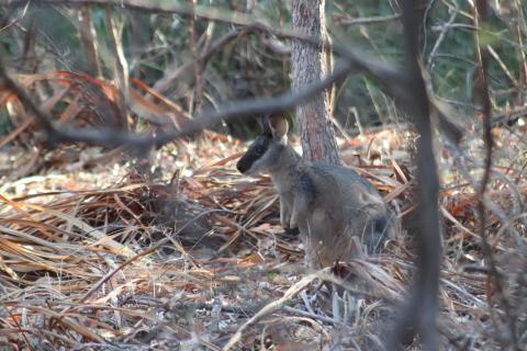 Irmawallaby