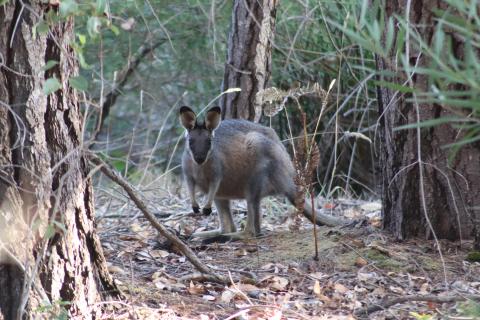 Irmawallaby