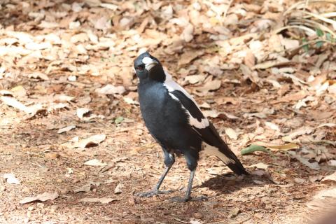 Magpie (Flötenvogel)