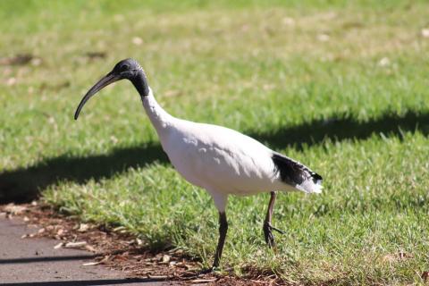 Molukkenibis