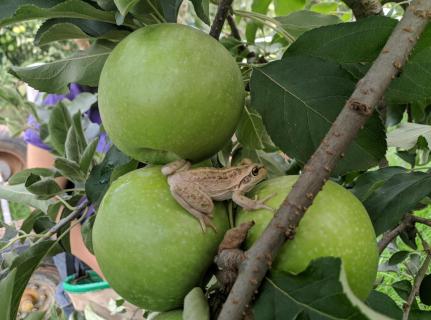 Motorradfrosch auf Granny Smith