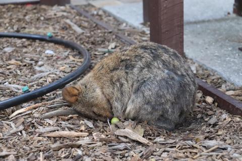 Schlaf gut, Quokka!