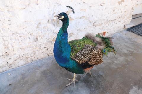 Blauer Pfau