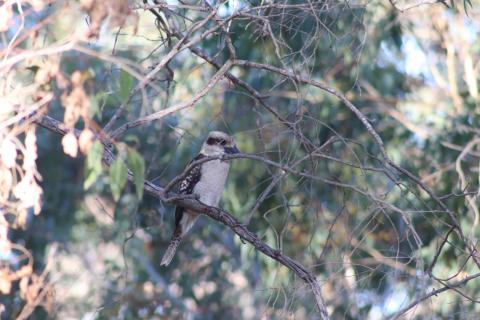 Lachender Hans, Kookaburra