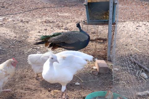 Blauer Pfau und Albino