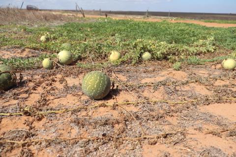 Wilde Wassermelone schmeckt sehr bitter. 😖