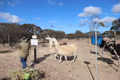 Lamas