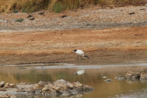 Molukkenibis