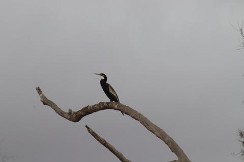 Australischer Schlangenhalsvogel