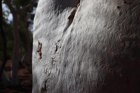 Weißer Eukalyptus