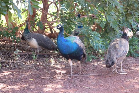 Blauer Pfau