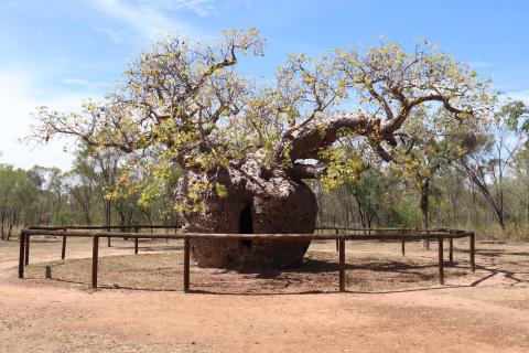 Prison-Boab-Tree