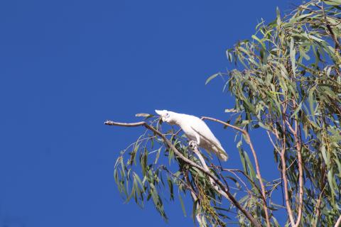 Nacktaugenkakadu