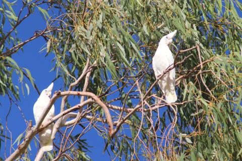 Nacktaugenkakadu