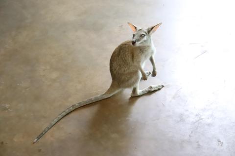 Ein blindes Känguru, das wird die Aufzuchtstation nicht mehr verlassen.