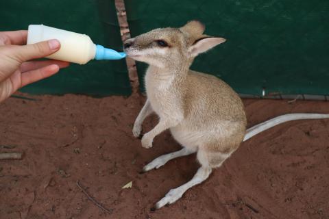 Flinkwallaby