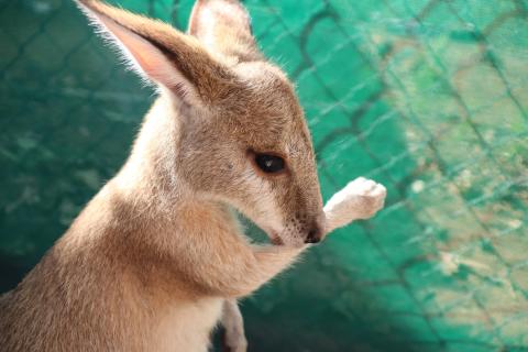 Flinkwallaby