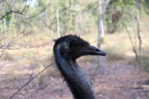 Emu