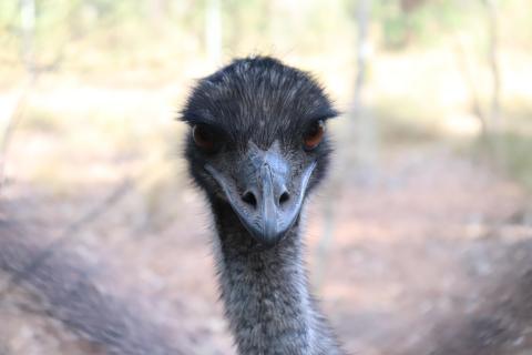 Emu