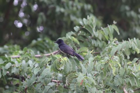 Willy Wagtail