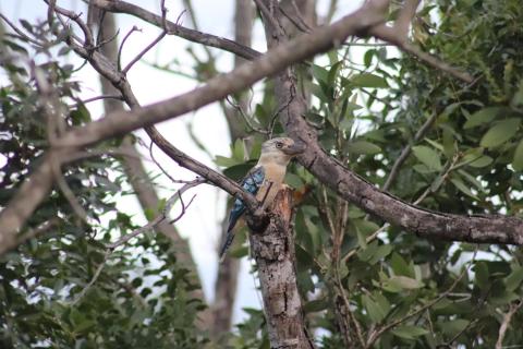 Blauflügelkookaburra (Haubenliest)