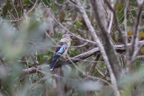 Blauflügelkookaburra (Haubenliest)